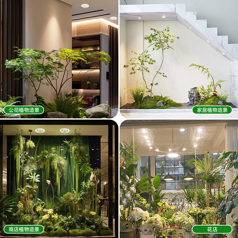 Full Spectrum Dimmable Focus L - Plant Grow Light Full Spectrum ulasan dan harga