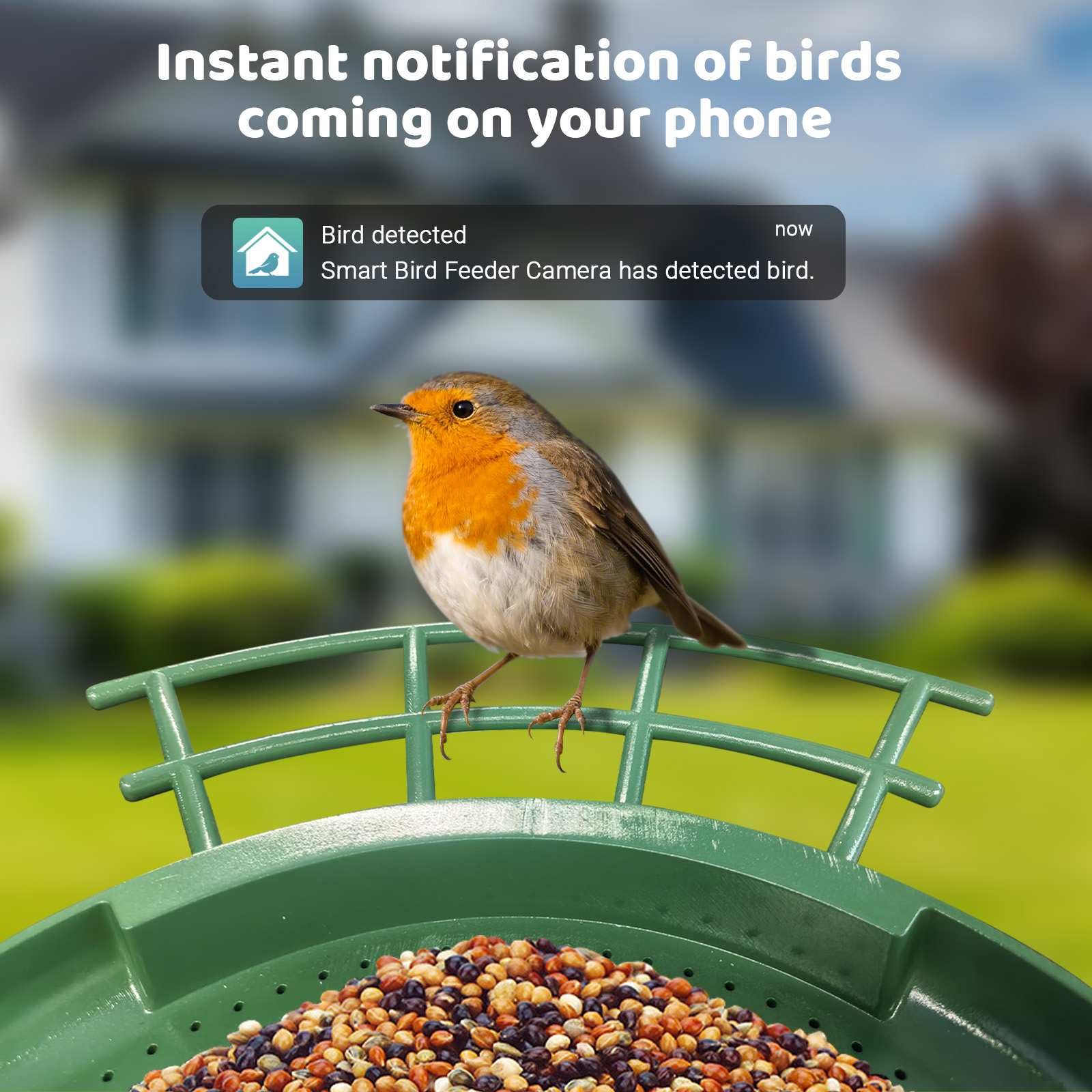 Smart Dual Camera Bird Feeder  - Smart Bird Feeder Camera ulasan dan harga